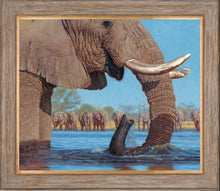 John Banovich - Swimming with Elephants