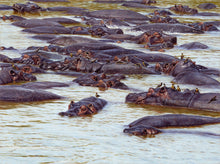 John Banovich - The Pod