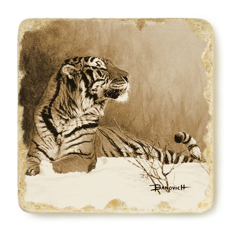 Banovich Wild Accents Tiger Collection Coasters Banovich Art
