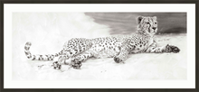 John Banovich - Cheetah Repose