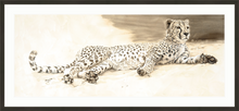 John Banovich - Cheetah Repose