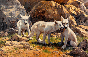 Dino Paravano - Arctic Wolf Pups