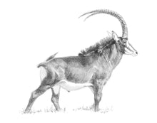 John Banovich - Sable Sketch