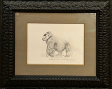 John Banovich -Silverback Mountain Gotilla 2009**RESALE