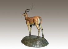 John Tolmay - East African Impala Study