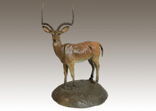 John Tolmay - East African Impala Study