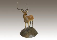 John Tolmay - East African Impala Study