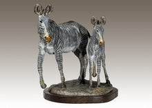 John Tolmay - Grevy's Zebra