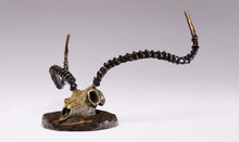 John Tolmay - Kafue Lechwe Skull