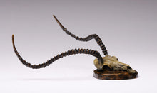 John Tolmay - Kafue Lechwe Skull