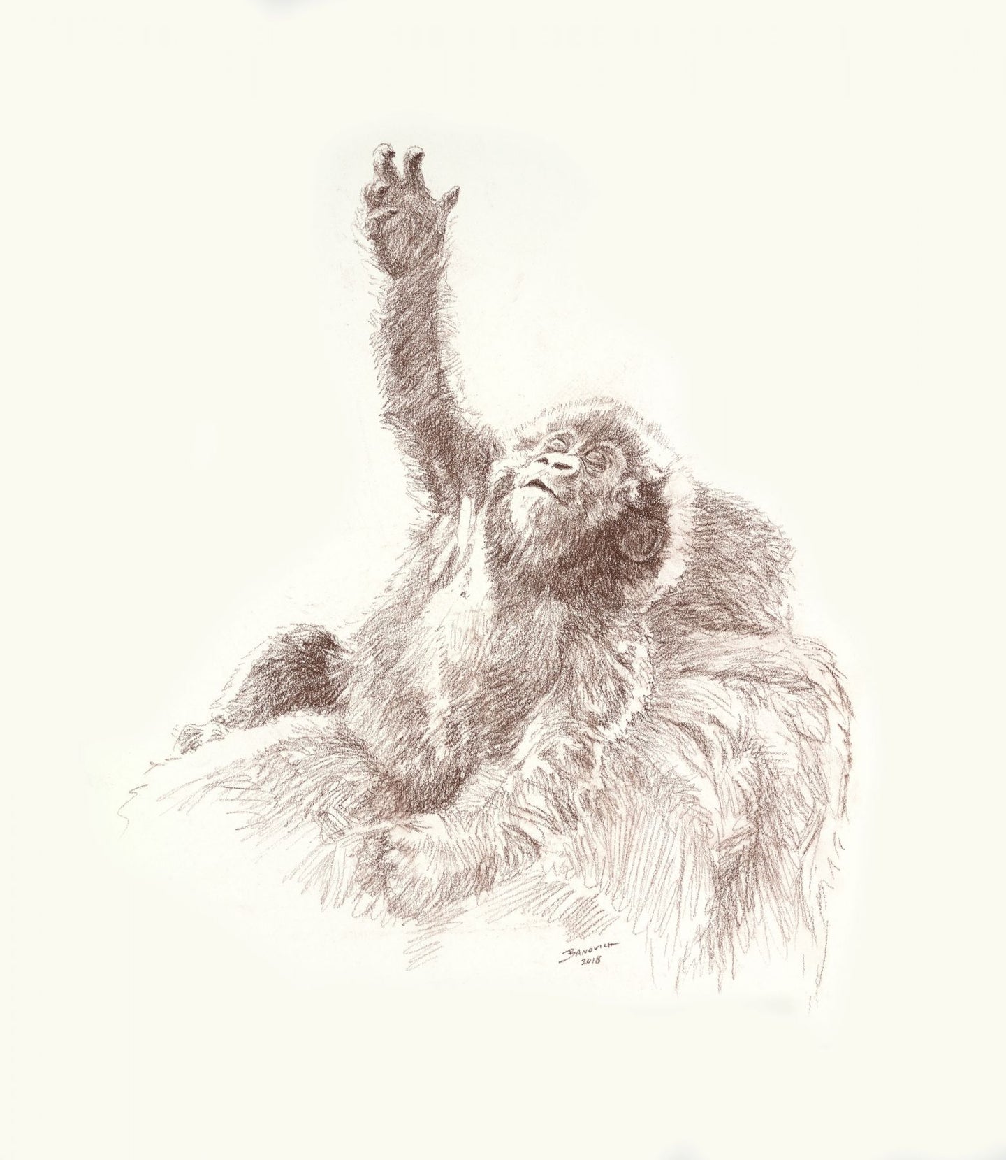 Young Gorilla-Original