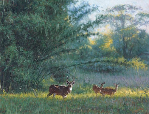 John Banovich - Mt. Nyala and Bamboo