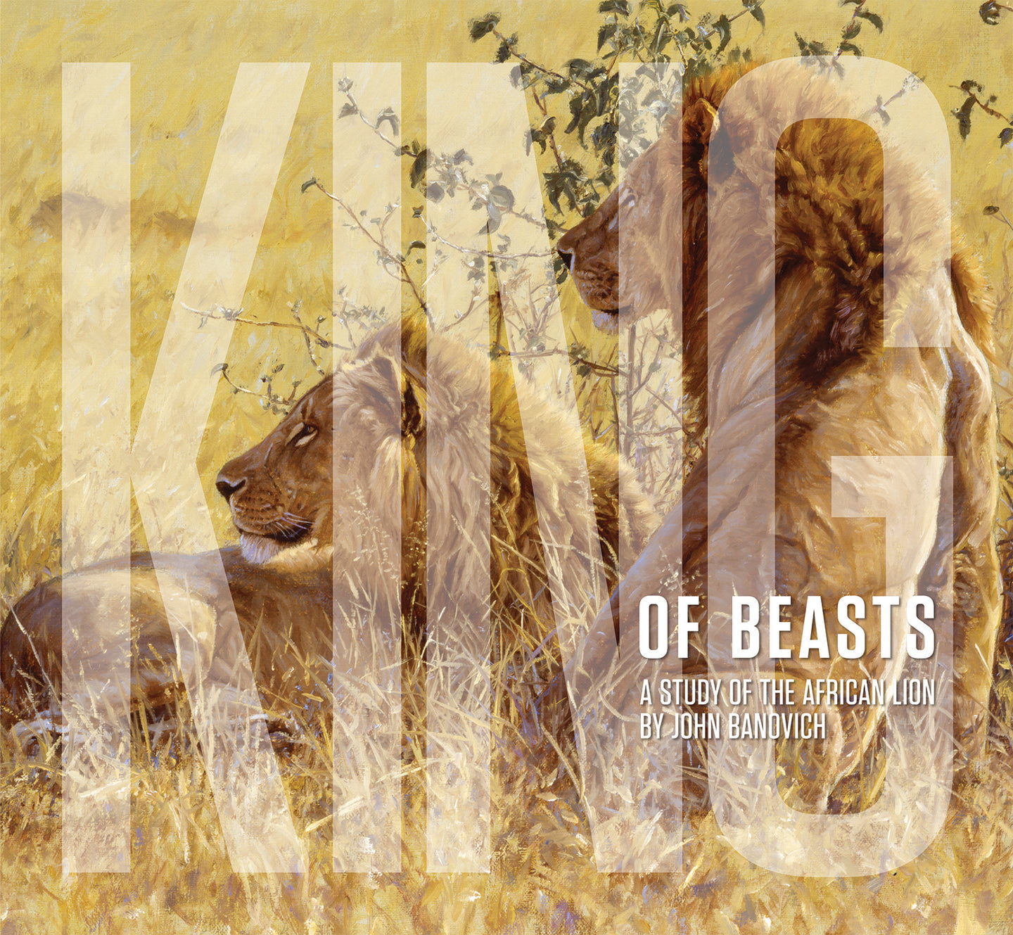 KING OF BEASTS: A Study of the African Lion by John Banovich