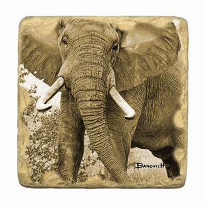 Banovich Wild Accents-African Elephants-Coasters