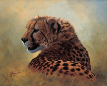 John Banovich - Cheetah Study
