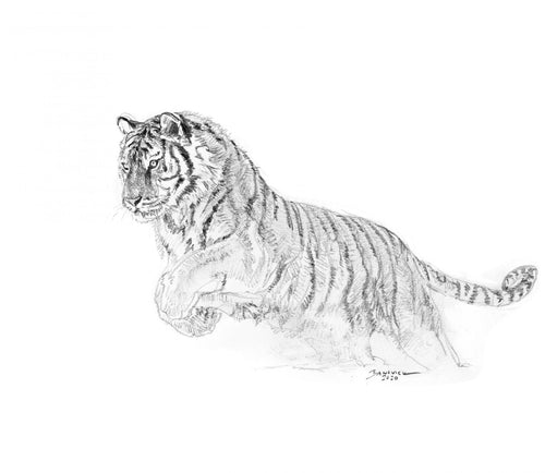 John Banovich Tiger Sketch, 2020 JBO1088