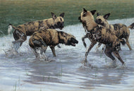 John Banovich - After the Rains