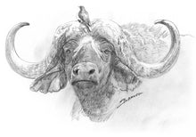 John Banovich - Cape Buffalo Sketch