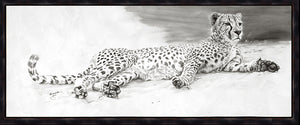 John Banovich - Cheetah Repose