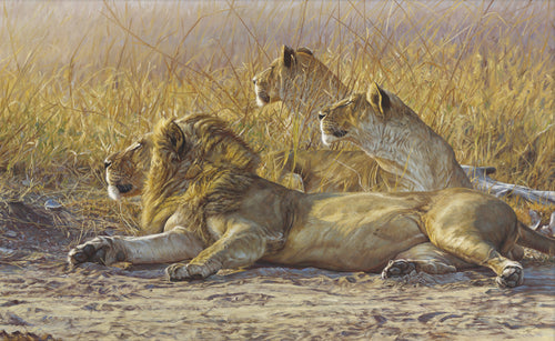 John Banovich - Waiting For Nightfall
