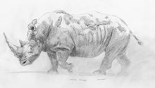 John Banovich - White Rhino