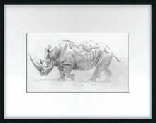 John Banovich - White Rhino