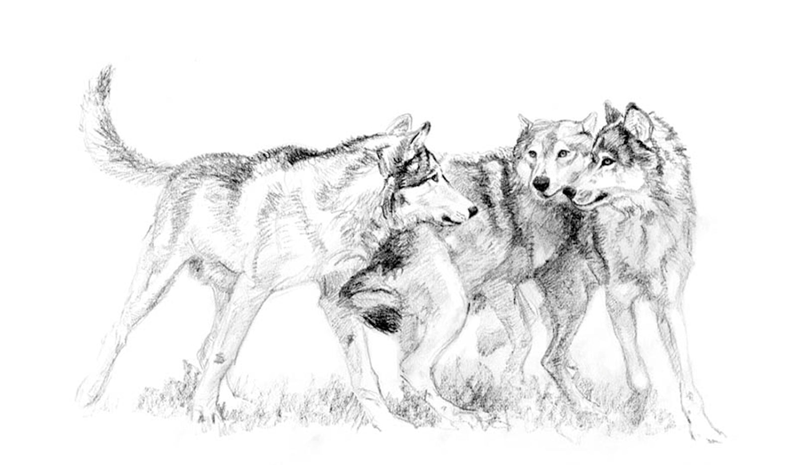 Wolves Graphite Drawing Graphite Drawings Wolves