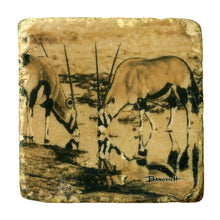 Banovich Wild Accents-African Ungulates II-Coasters