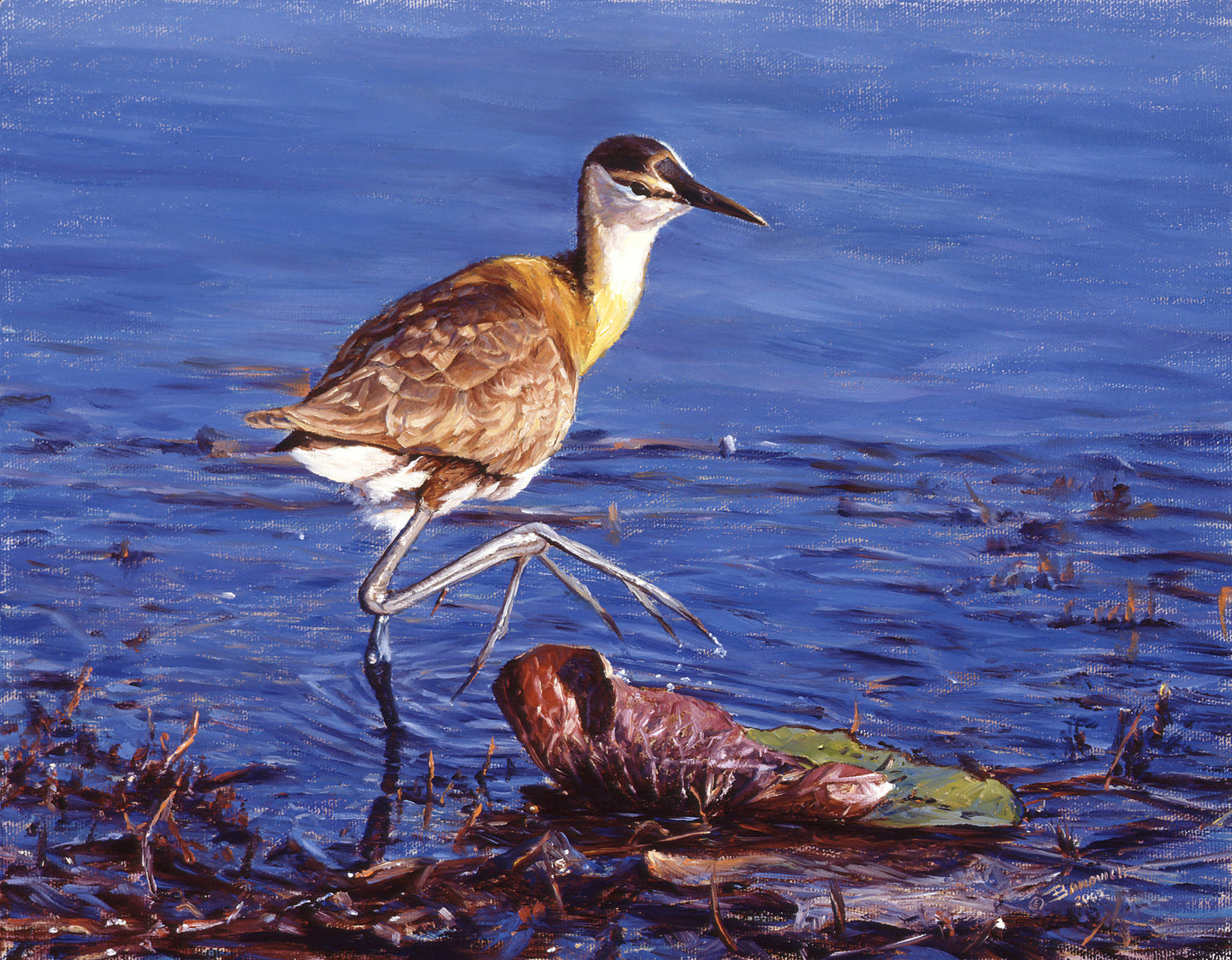 John Banovich - Big Foot-African Jacana