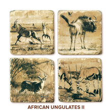 Banovich Wild Accents-African Ungulates II-Coasters