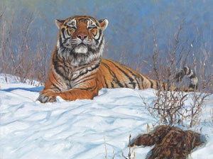 John Banovich - Siberian Tiger