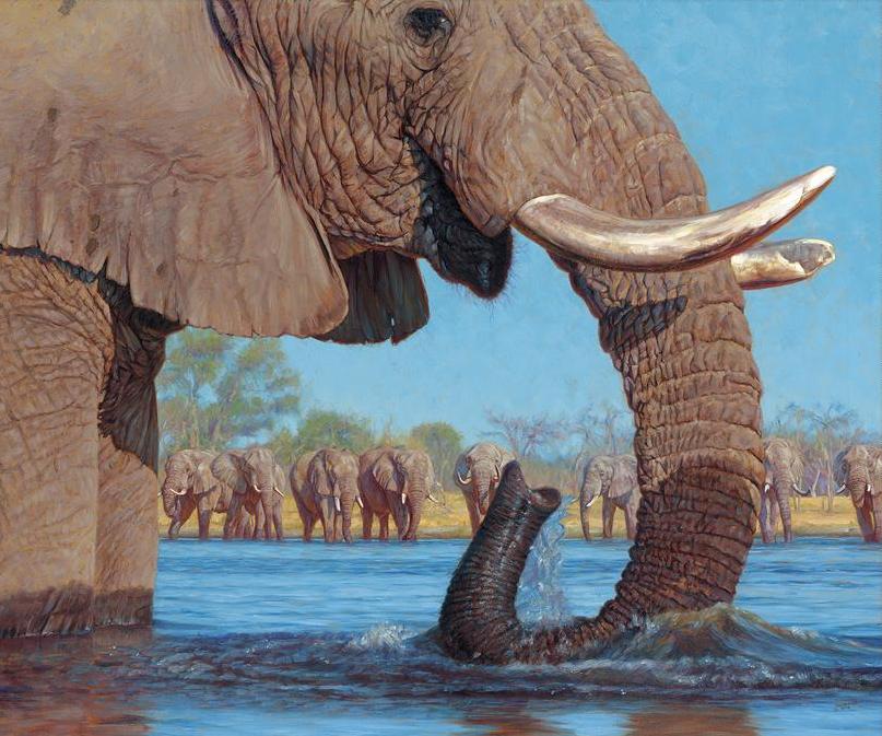 John Banovich - Swimming with Elephants