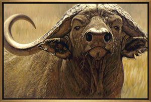 John Banovich - The Big Five Collection- Cape Buffalo
