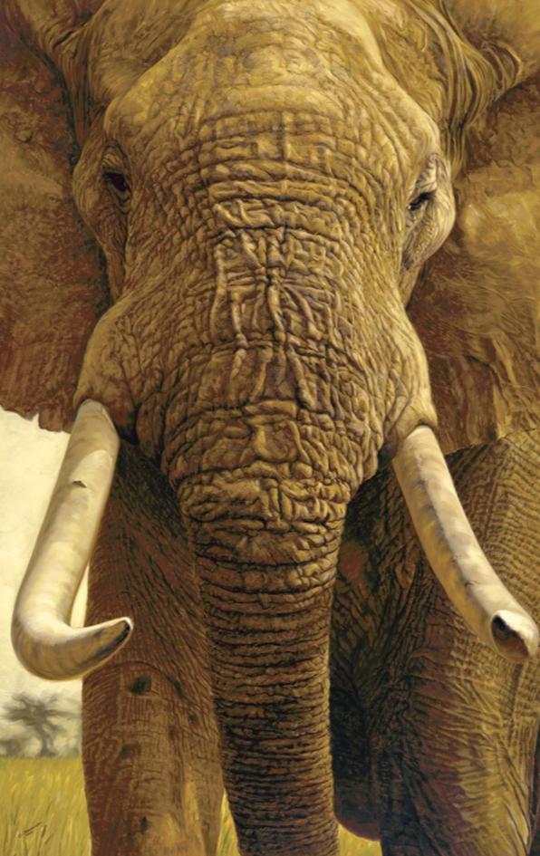 John Banovich - The Big Five Collection- Elephant