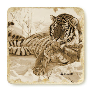 Banovich Wild Accents-Tiger Collection-Coasters