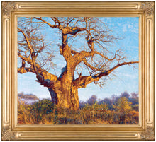 John Banovich - Under the Baobab