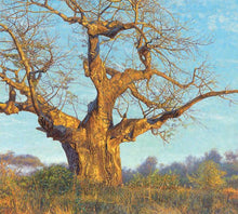 John Banovich - Under the Baobab