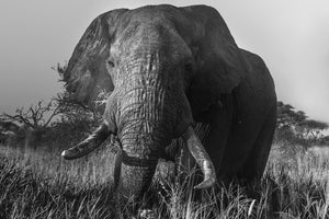 Riccardo Tosi - Tusker in the Grass - Fine Art Photography