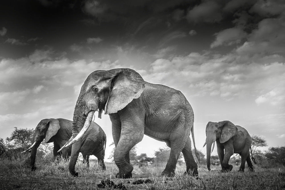 Riccardo Tosi - Walking With Giants - Fine Art Photography