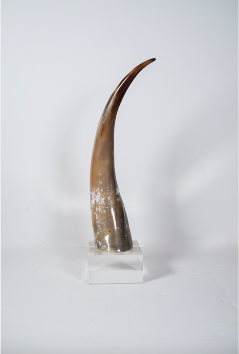 ANK-Nusa Horn – Banovich Art